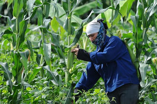 Thách thức với nhà nông