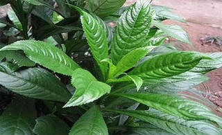 Công dụng từ lá xương sông