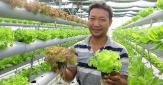 Những kỹ sư thu tiền tỷ từ trồng rau thủy canh