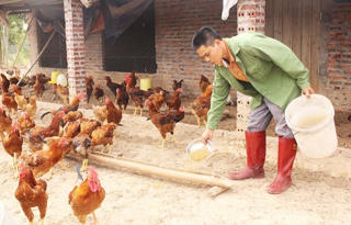 Tuyệt chiêu cho gà ăn... tỏi, thu tiền tỷ của nông dân Hải Hà
