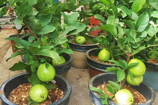 Chớ coi thường cây ổi