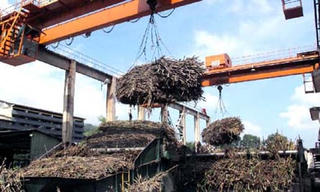 4 nhà máy ngừng sản xuất đường do thiếu nguyên liệu