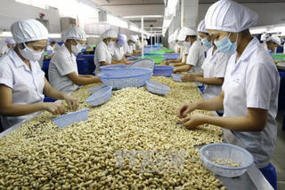 Ngành điều vẫn phụ thuộc về giá