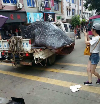 Chở xác cá voi trên phố để xẻ thịt gây phẫn nộ