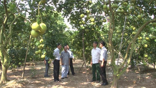 Những cách làm hay của Phúc Thọ