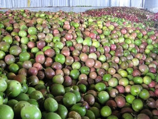 Lâm Đồng: Chanh dây đột ngột giảm giá