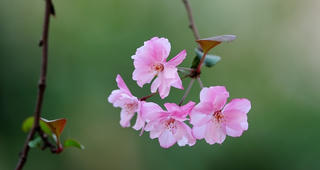 Không đề cuối thu