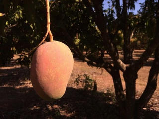 Nông dân Australia phát triển giống xoài có mùi vị dừa