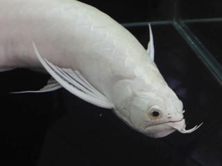 Cá Rồng