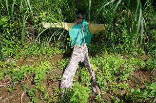 Dân khổ sở vì đàn khỉ phá hoại hoa màu