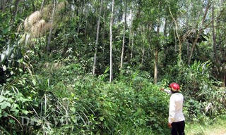Xử lý đàn trâu tấn công người
