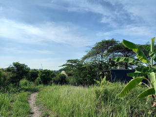 Lùng nhùng Vườn Chuối