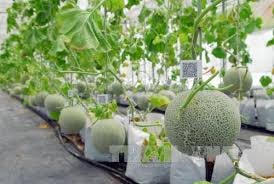 Hà Nội: Khuyến khích doanh nghiệp đầu tư vào nông nghiệp công nghệ cao