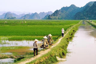 Truy tìm ‘thủ phạm’ gây bệnh đạo ôn trên lúa Thiên Ưu 8