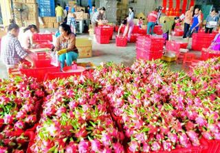 Giá thanh long tăng