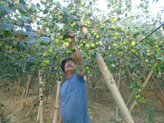 Trồng táo dễ như chơi