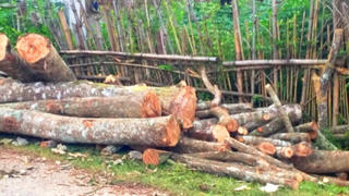 Bấp bênh cây cao su