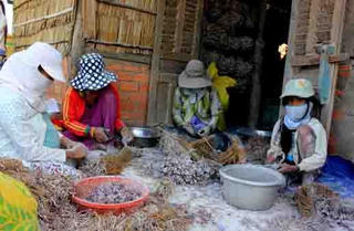 Chung tay 'cứu' người trồng hành