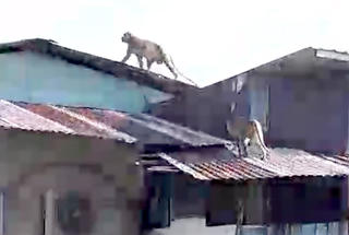 [VIDEO] Hàng chục con khỉ đu dây điện, leo mái tôn trộm đồ ăn