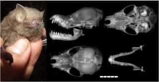 Phát hiện một loài dơi mới tại khu vực rừng Trường Sơn