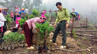 Sinh kế từ rừng