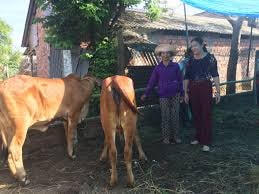 Huyện Đức Phổ hỗ trợ 504 triệu đồng mua bò giống cho người nghèo