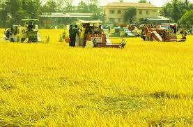 Các tỉnh phía Nam đạt trên 27 triệu tấn lúa trong năm 2015