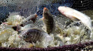 Kỹ thuật nuôi cá rô phi