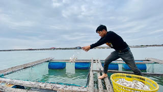 Hàng trăm tấn cá song Quảng Yên 'bí' đầu ra