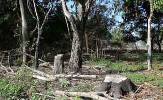 Thu hồi 1.000ha đất rừng phòng hộ bị lấn chiếm trái phép