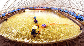 Con tôm vùng đất 9 rồng