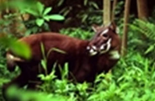 Khu bảo tồn Sao La xử lý 31 vụ vi phạm lâm luật