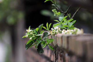 Vườn quê lấp lánh