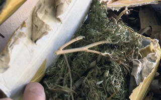 Phát hiện hơn 13 kg thảo mộc nghi cần sa