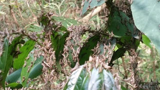 Nạn châu chấu tre ở Điện Biên vẫn diễn biến phức tạp