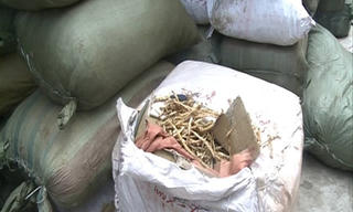 Nhập rễ, vỏ cây từ Trung Quốc mang về Hà Nội bán