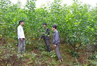Kinh tế rừng tăng mạnh