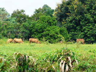 Trường 'treo' đến bao giờ?