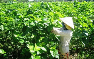 Trồng dâu nuôi tằm