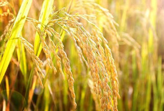 Quảng Nam, triển khai sản xuất 42.500ha lúa
