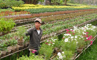 Các ‘vựa hoa’ ở ĐBSCL chuẩn bị vào mùa