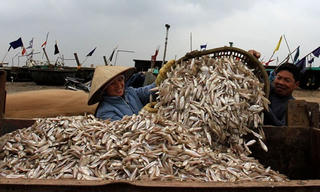 Phóng sự ảnh: Mùa cá mới