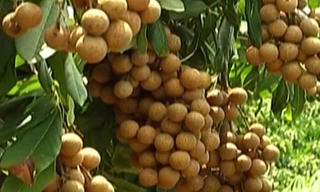 Nhãn lồng chuẩn bị xuất khẩu