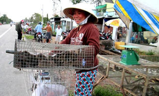Mất mùa, mất mạng vì chuột