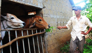 Chuyện về đàn bò xóa nghèo