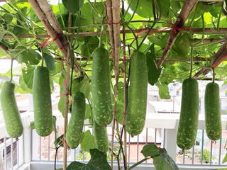 Món ăn, bài thuốc từ bầu