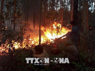 Quảng Ninh: Cháy lớn ở rừng thông tại Đại Yên