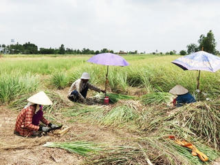 Tiền Giang: Các huyện ven biển phát triển trồng rau màu