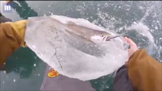 Cá lớn đóng băng khi đang cố nuốt cá bé