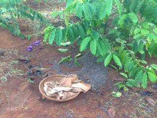 Mất trộm cà phê, nông dân lo lắng